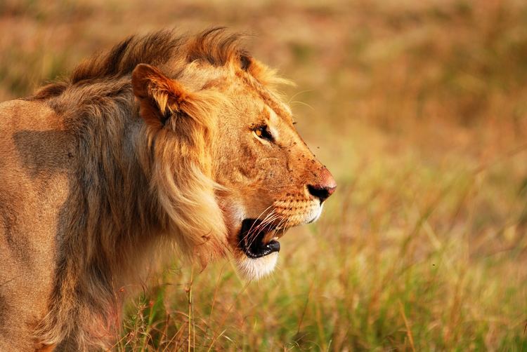 Tanzania Budget Camping Adventures - Lion