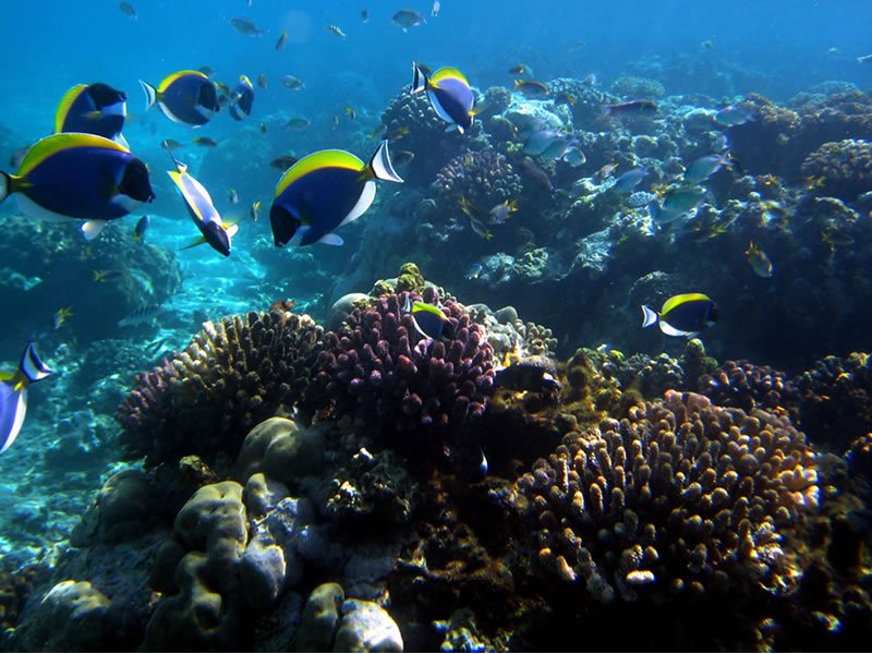 Malindi Marine Park Fish Species - Kenya Marine Parks and Reserves