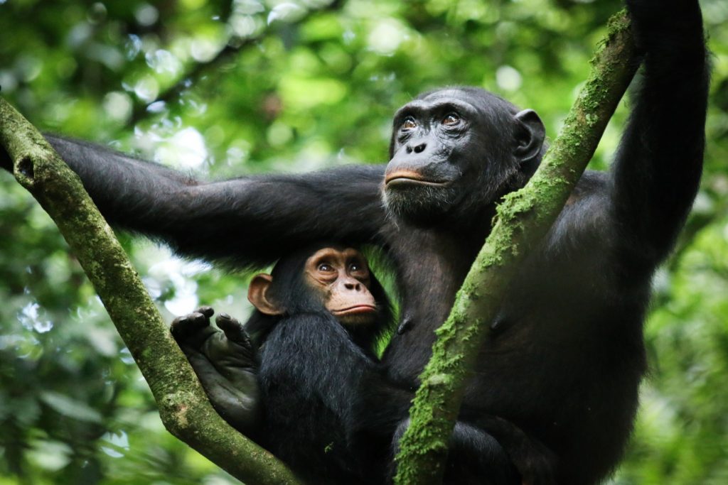 Chimps in Uganda, Primates in Uganda